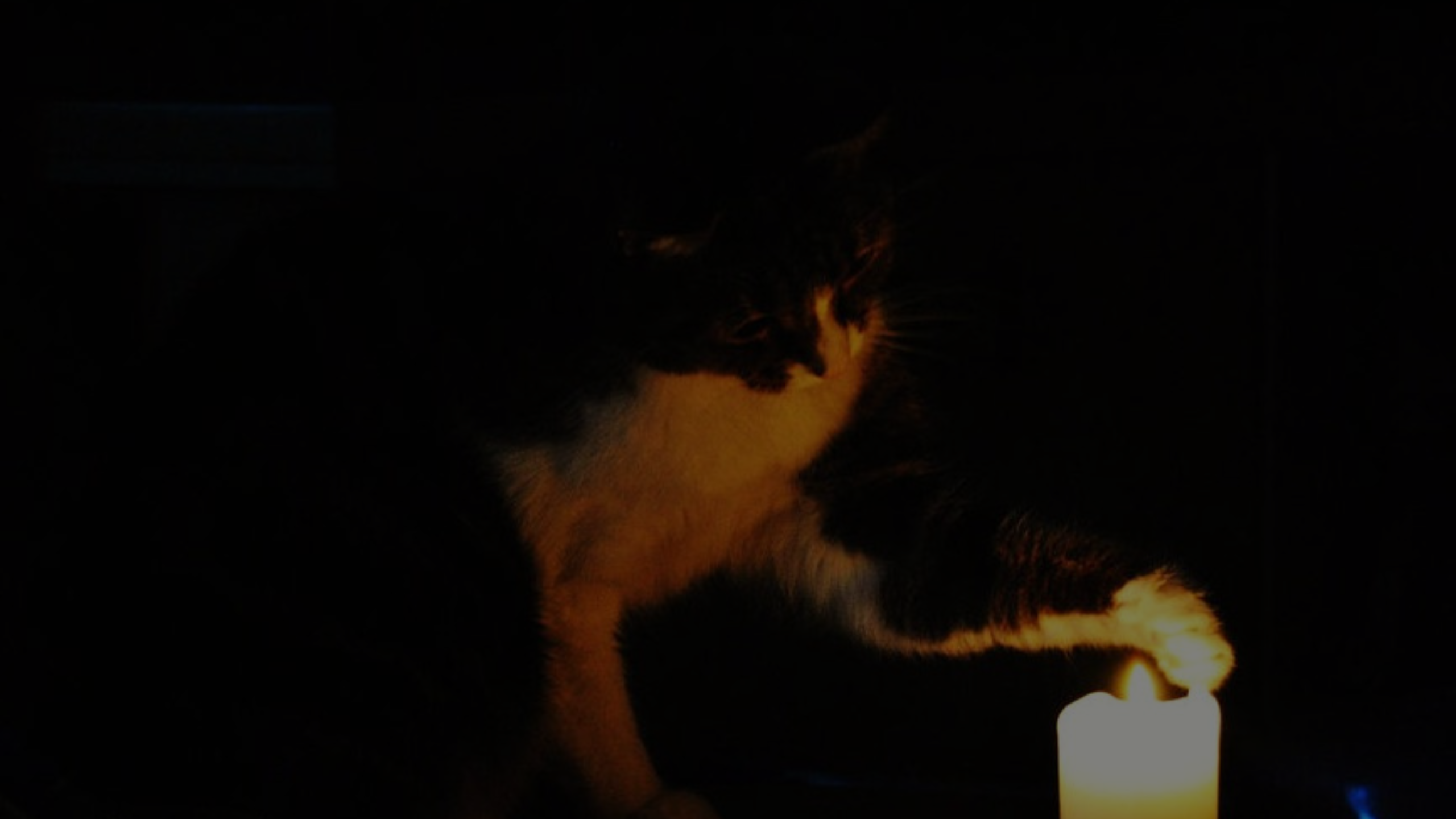 Can Cats See Candle Light Featured Images01