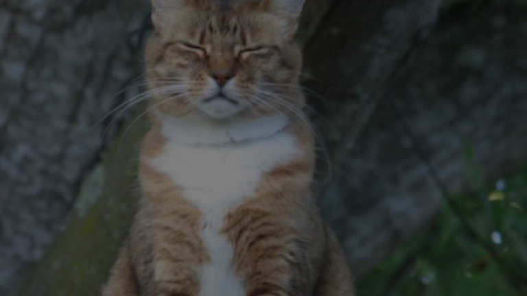 Can Cats See Jinns? A Mystical Inquiry