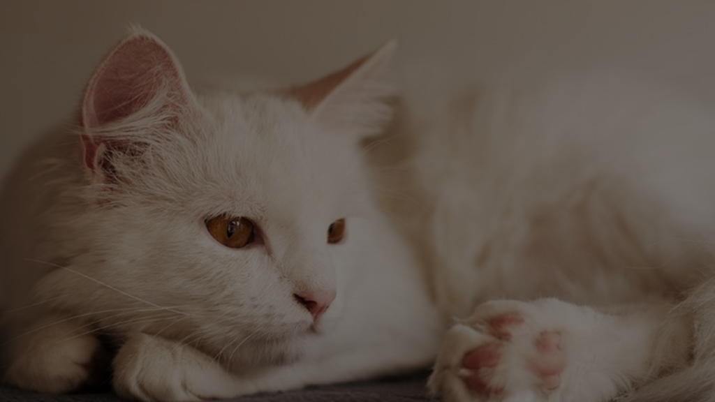 Can Cats Sense Energy? Discovering the Feline Sixth Sense