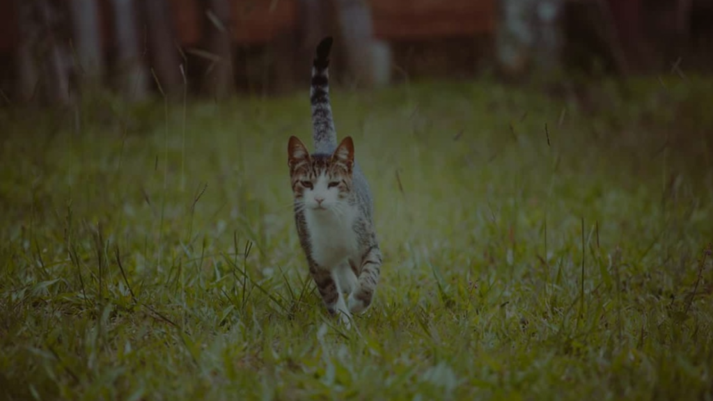 Can Cats Walk Backwards? A Purrfectly Curious Question