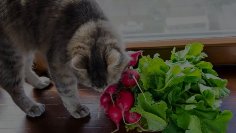 Can Cats Have Radishes?