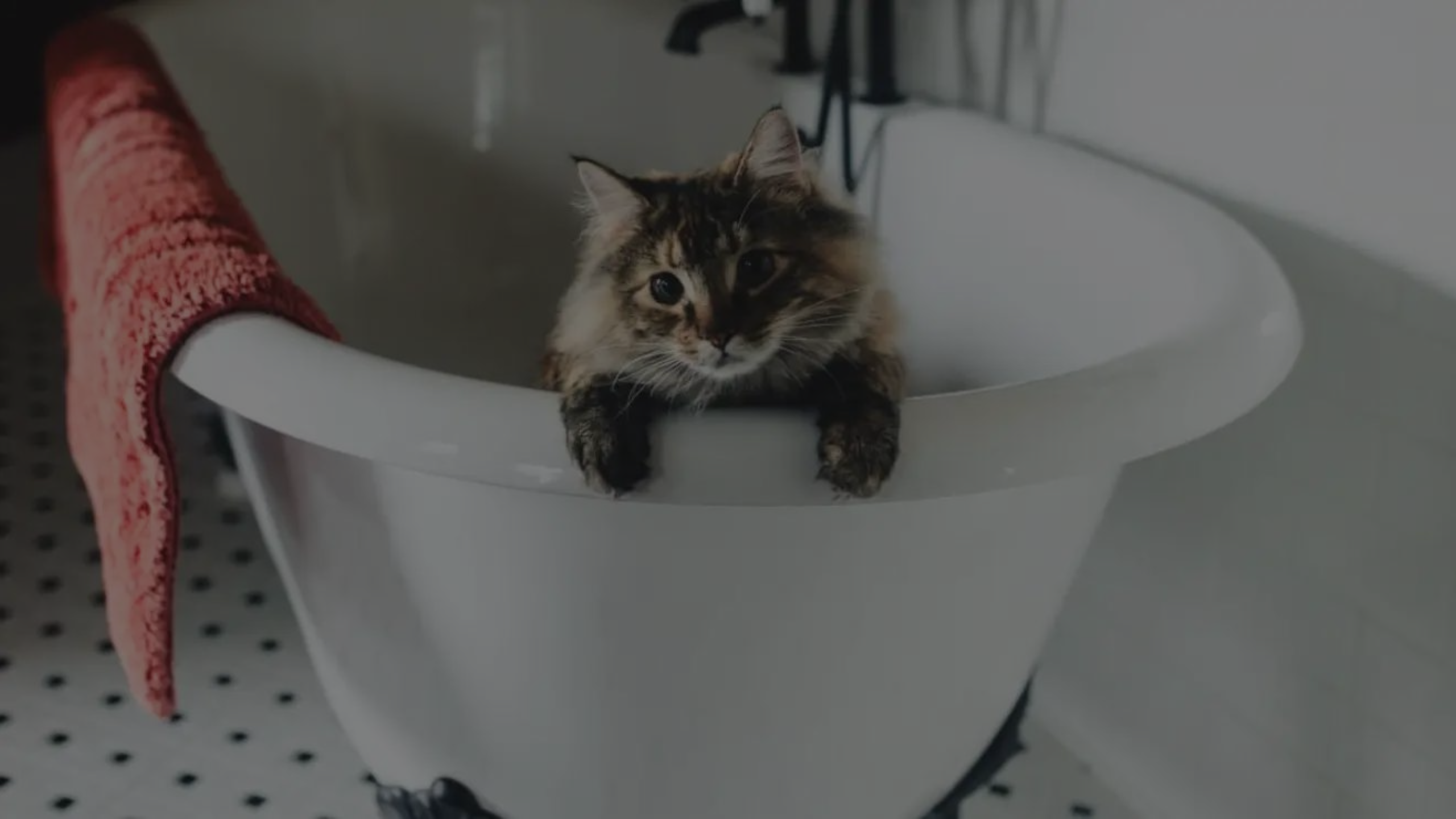Why Cat Died After a Bath Featured Images