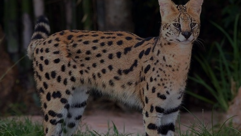 Can a Serval Cat Kill a Dog?