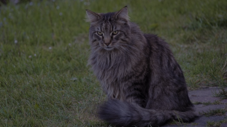 Ragdoll Norwegian Forest Cat Mix: A Unique Feline Blend