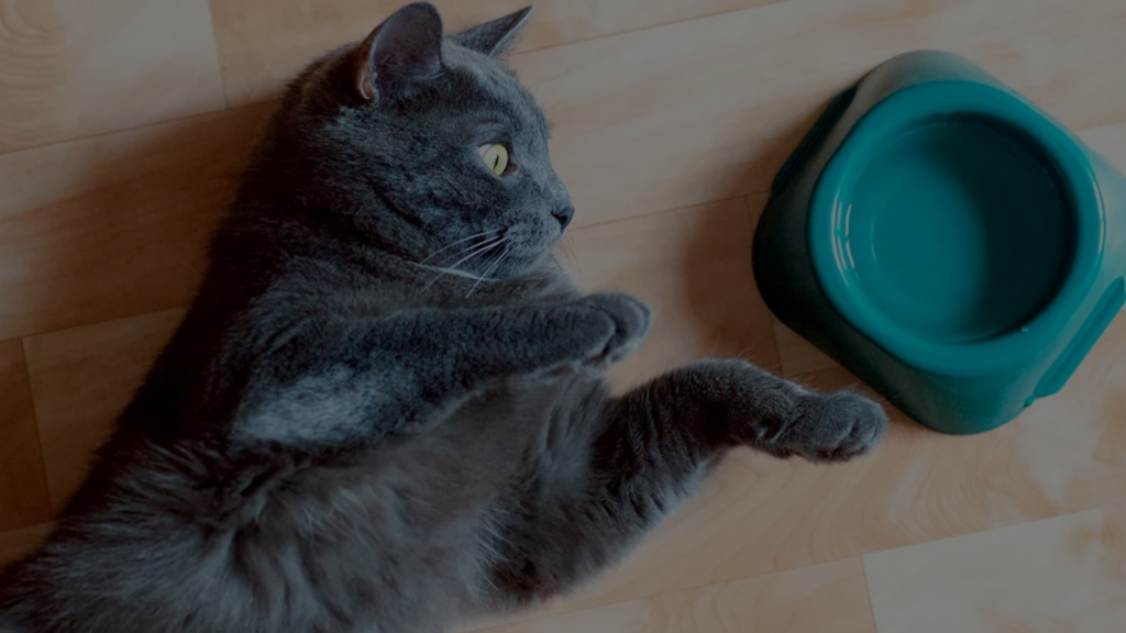 Cat Not Drinking Water Causes Signs And Solutions cat-not-drinking-water-causes-signs-and-solutions