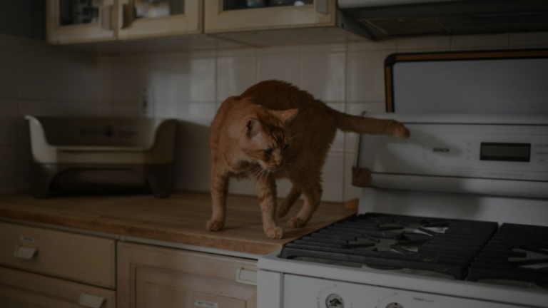 Cat Peeing on Stove? Learn Causes & Solutions