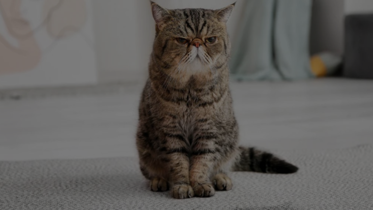 Cat Peeing on Towels: 4 Causes and Solutions