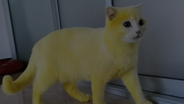 Why Is Your Cat’s White Fur Turning Yellow?