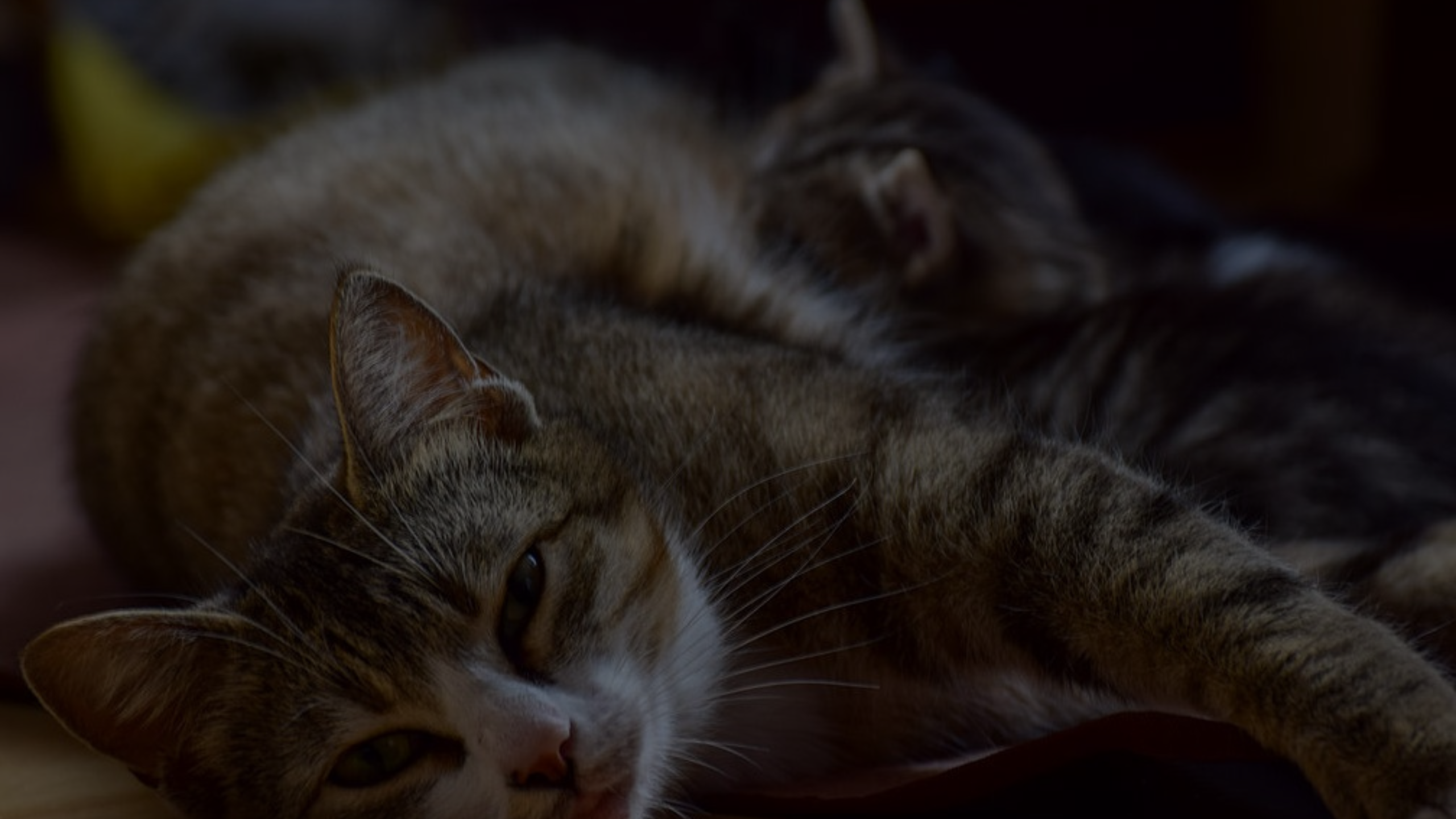 Cat's Water Breaks An Expert Guide