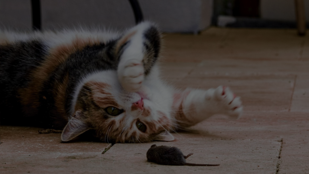 discover-what-parts-of-a-mouse-does-a-cat-not-eat
