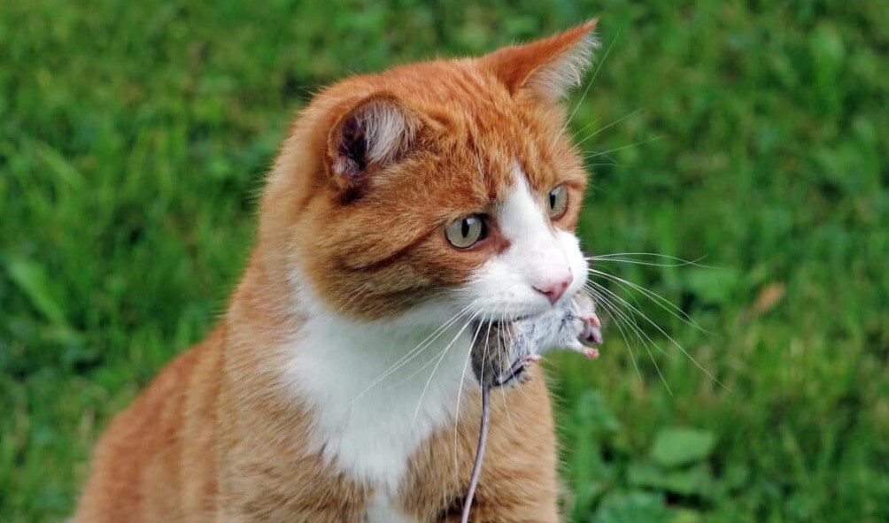 Discover What Parts Of A Mouse Does A Cat Not Eat 