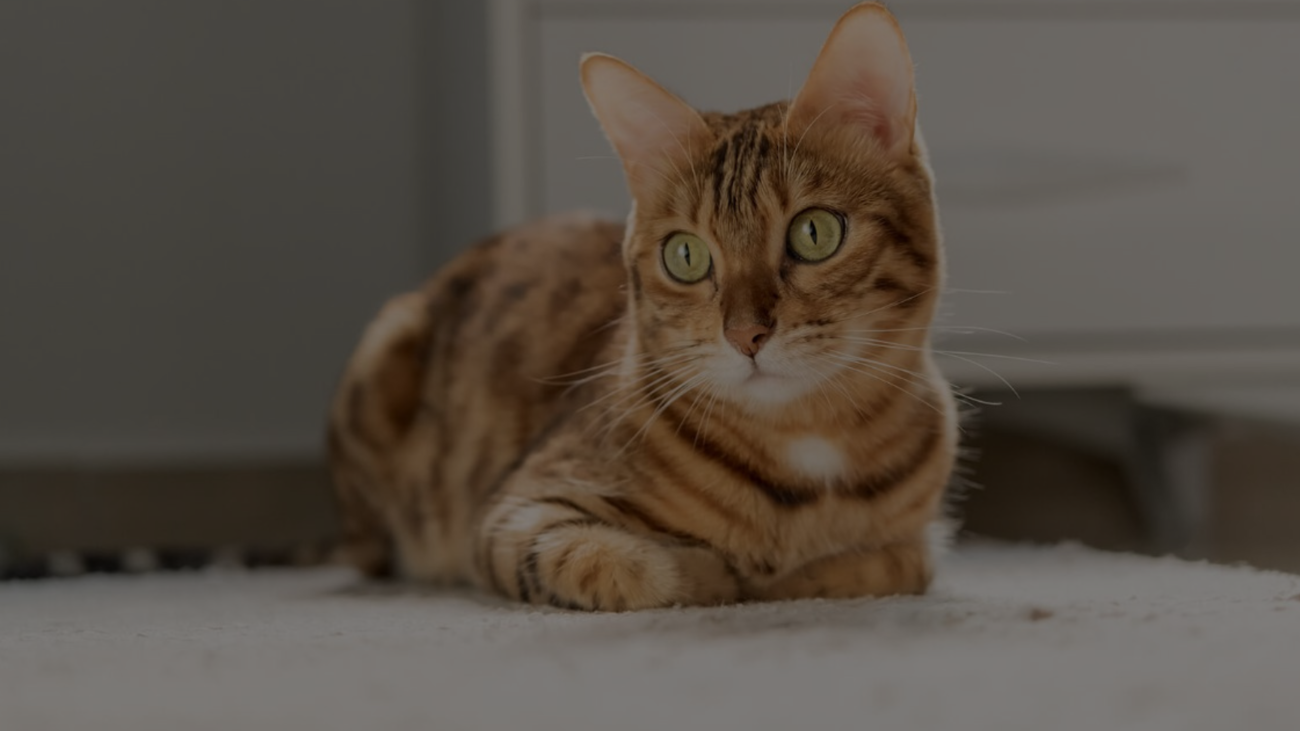 Do Bengal Cats Get Fat Featured Images