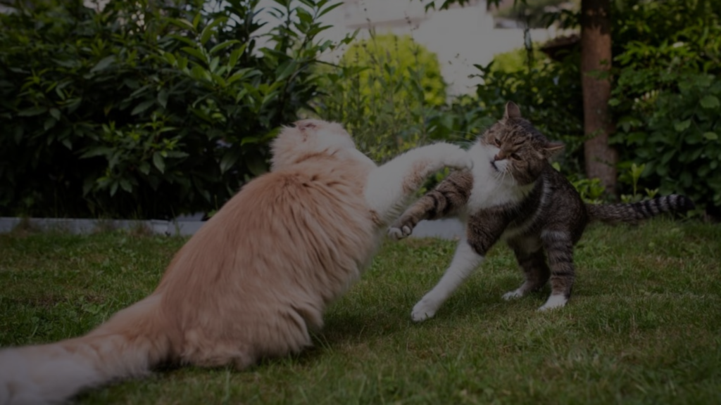 Do Cats Kill Each Other? (The Truth Might Surprise You!)