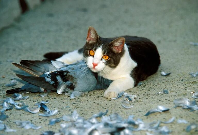 Do Cats Kill Moles? Cats and Moles Relationship Petsy Box