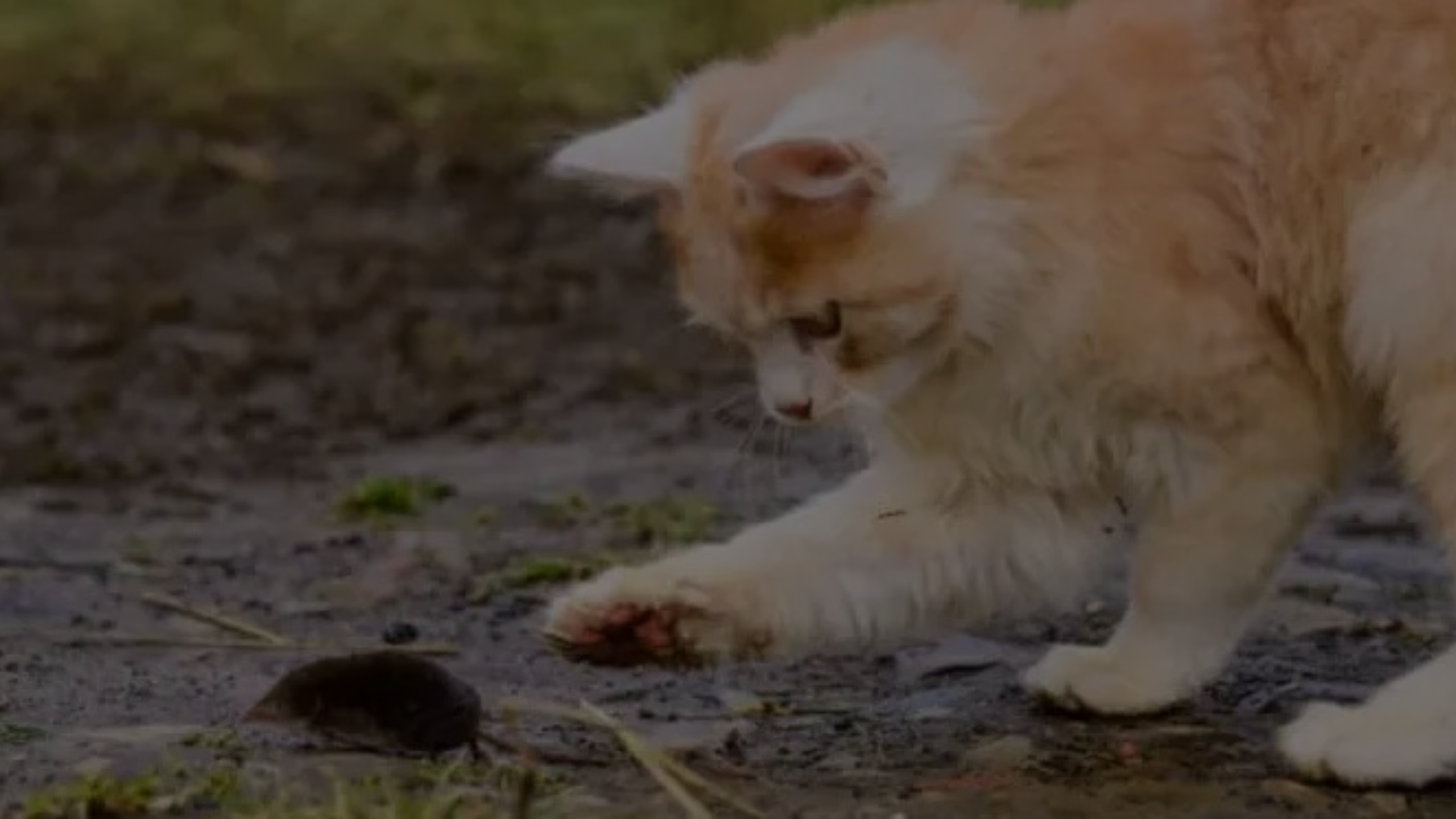 Do Cats Kill Moles Featured Images