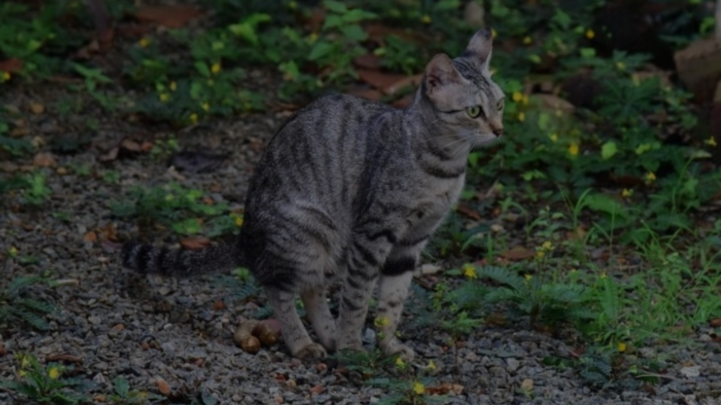 do-cats-pee-and-poop-at-the-same-time-explained