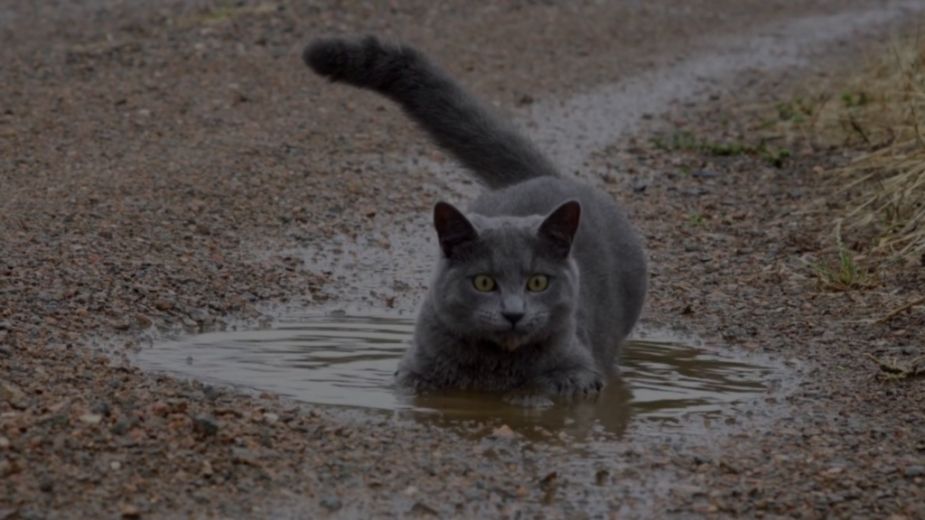 Do Russian Blue Cats Like Water? Unveiling the Mystery