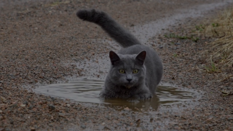 Do Russian Blue Cats Like Water?