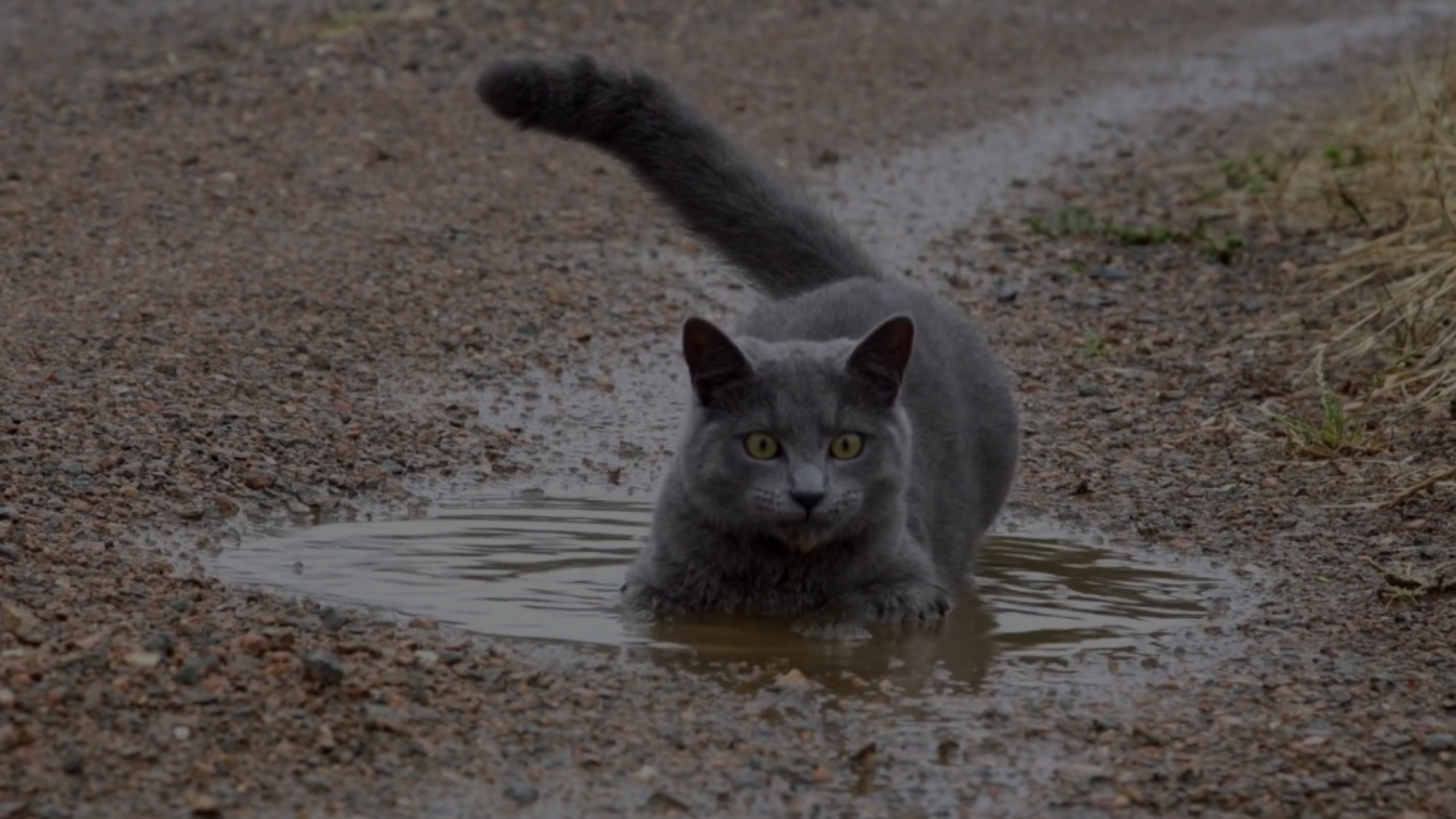 Do Russian Blue Cats Like Water Featured Images