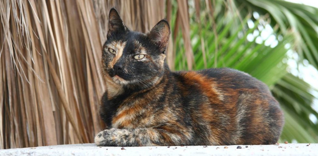 Turtle Shell Cat Behaviour Do Tortoiseshell Cats Get Along With Other Cats? - Petsy Box