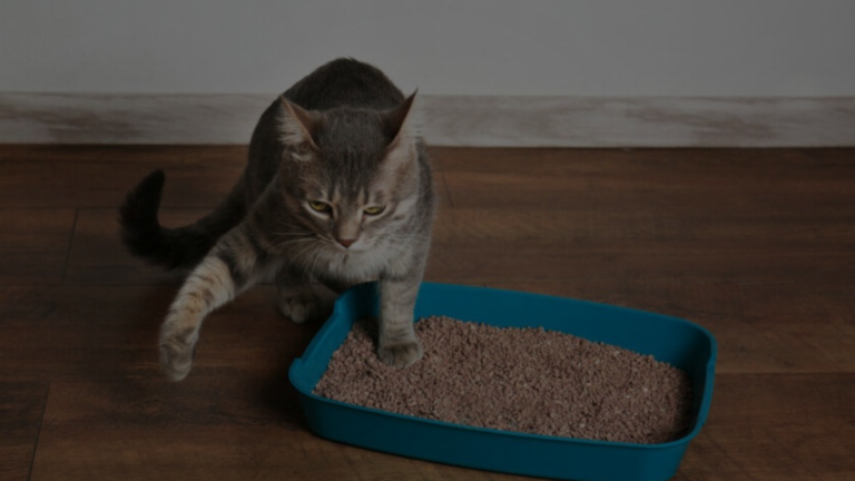 Does Cat Litter Expire?