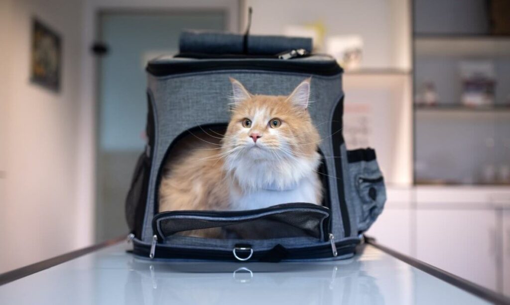 Putting Cat in Carrier as Punishment [Cat Behavior Tips]
