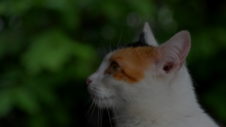 How Far Can a Cat Hear?