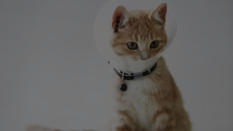 How Long Should Cat Wear Cone After Declaw?