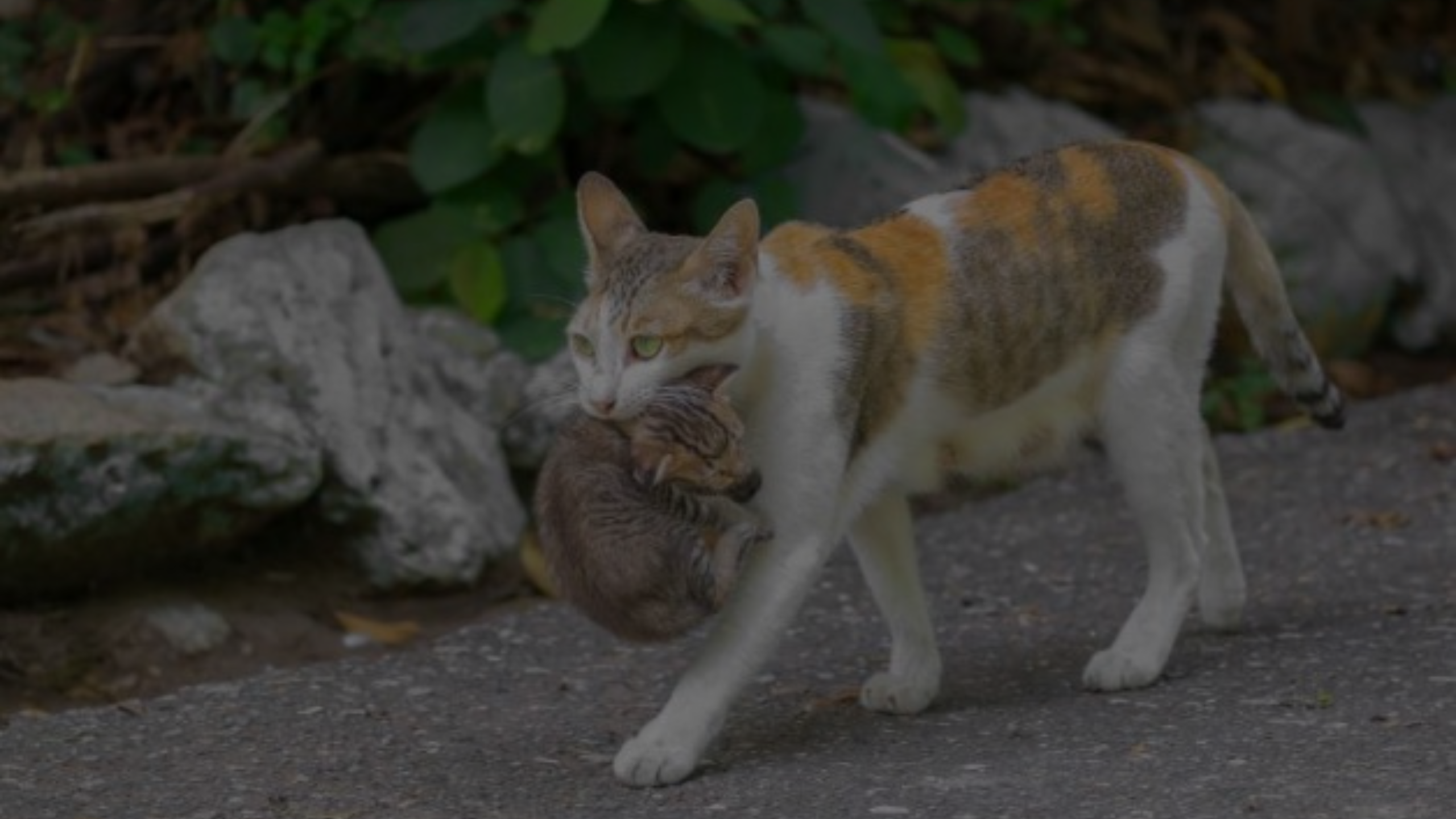 How Often Do Feral Cats Move Their Kittens Featured Images