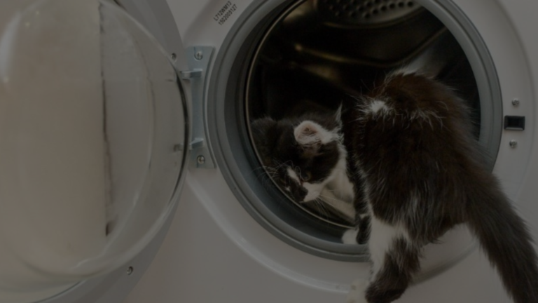I Accidentally Killed My Cat in the Dryer