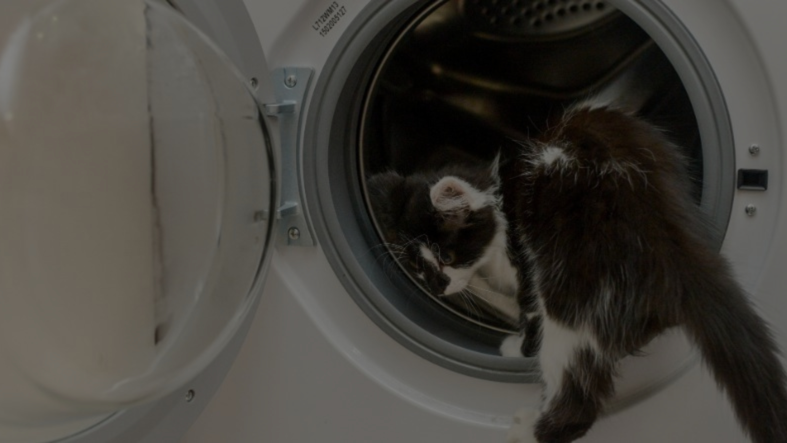 I Accidentally Killed My Cat in the Dryer Featured Images