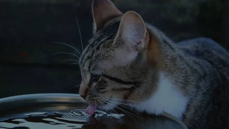 Is Cat Sugar Water Safe?