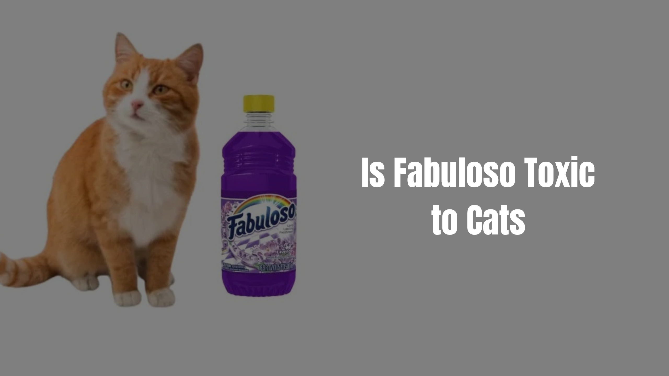 Is Fabuloso Toxic to Cats Featured Images