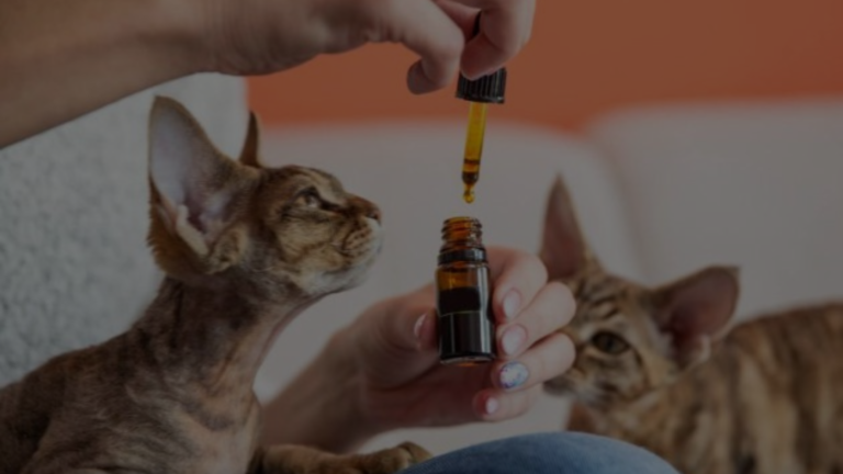 Is Sandalwood Safe for Cats?