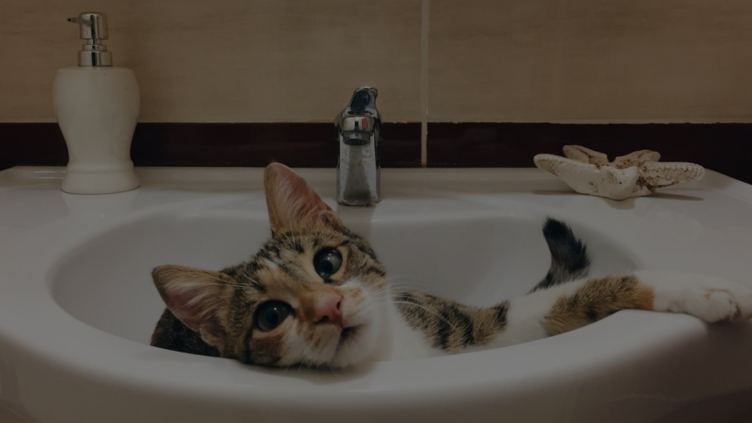 Locking Cat in Bathroom at Night Featured Images