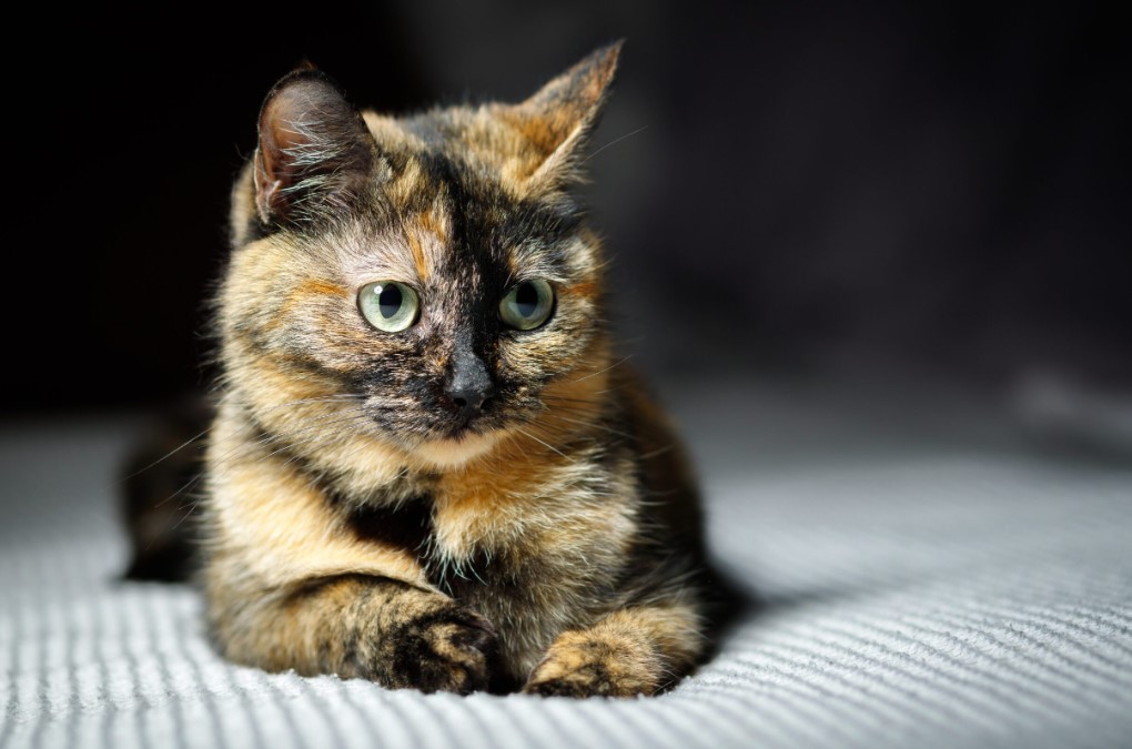 Do Tortoiseshell Cats Get Along With Other Cats? - Petsy Box