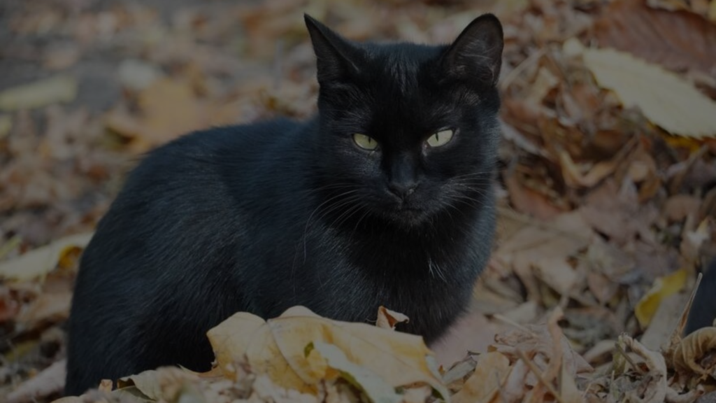 Understanding the Spiritual Meaning of Fear of Cats