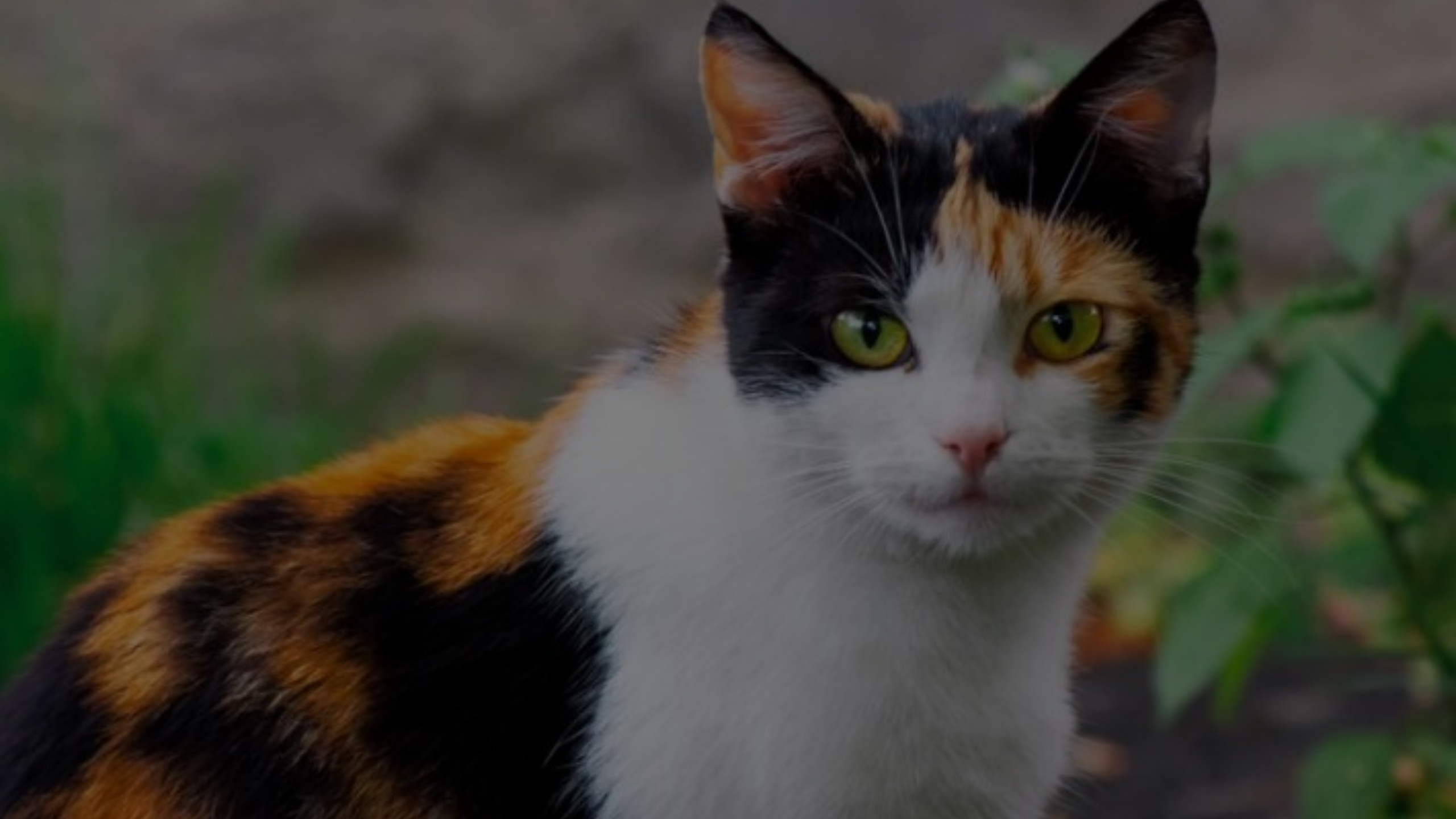 Why Do Calico Cats Shed a Lot Featured Images