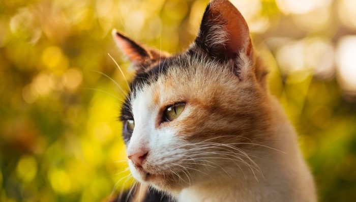 Why Do Calico Cats Shed a Lot: 4 Must-Know Facts