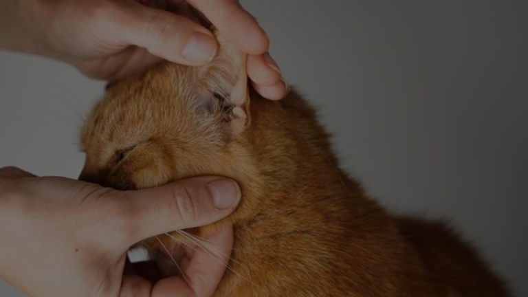 Why Do Cats Like Q-Tips?