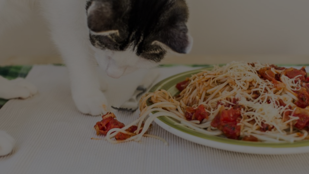 can-cats-eat-ramen-noodles-what-you-need-to-know