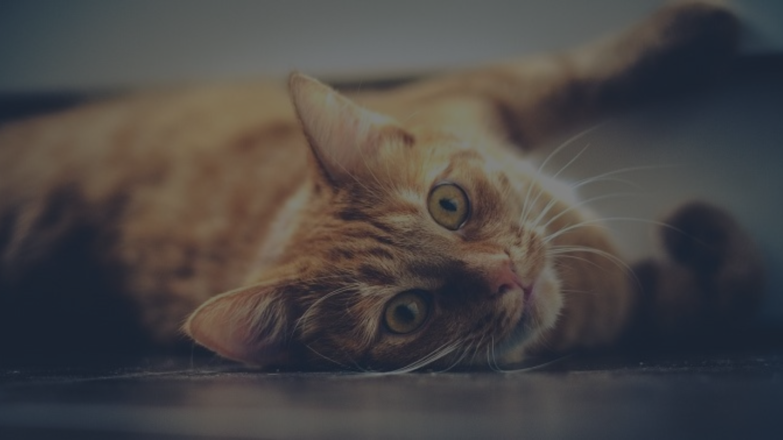 Dream of Cat Scratching Me Featured Images