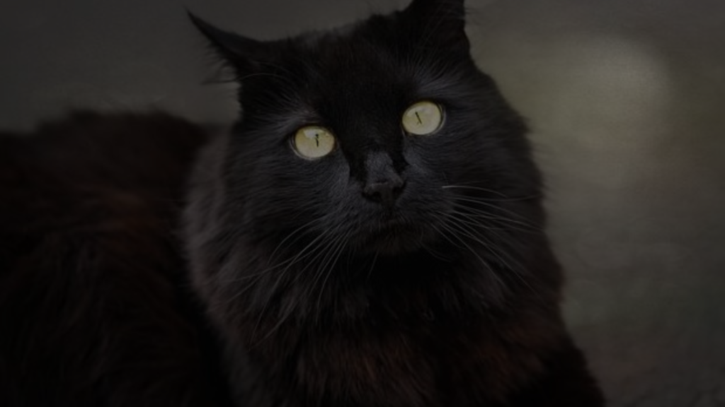 Why Does My Cat Have a Black Whisker? Petsy Box