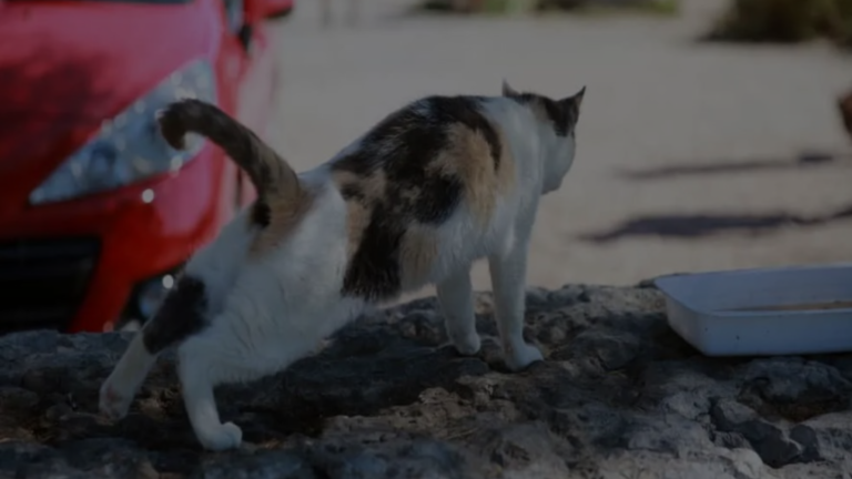 Why Does My Cat Keep Stretching Her Back Legs?