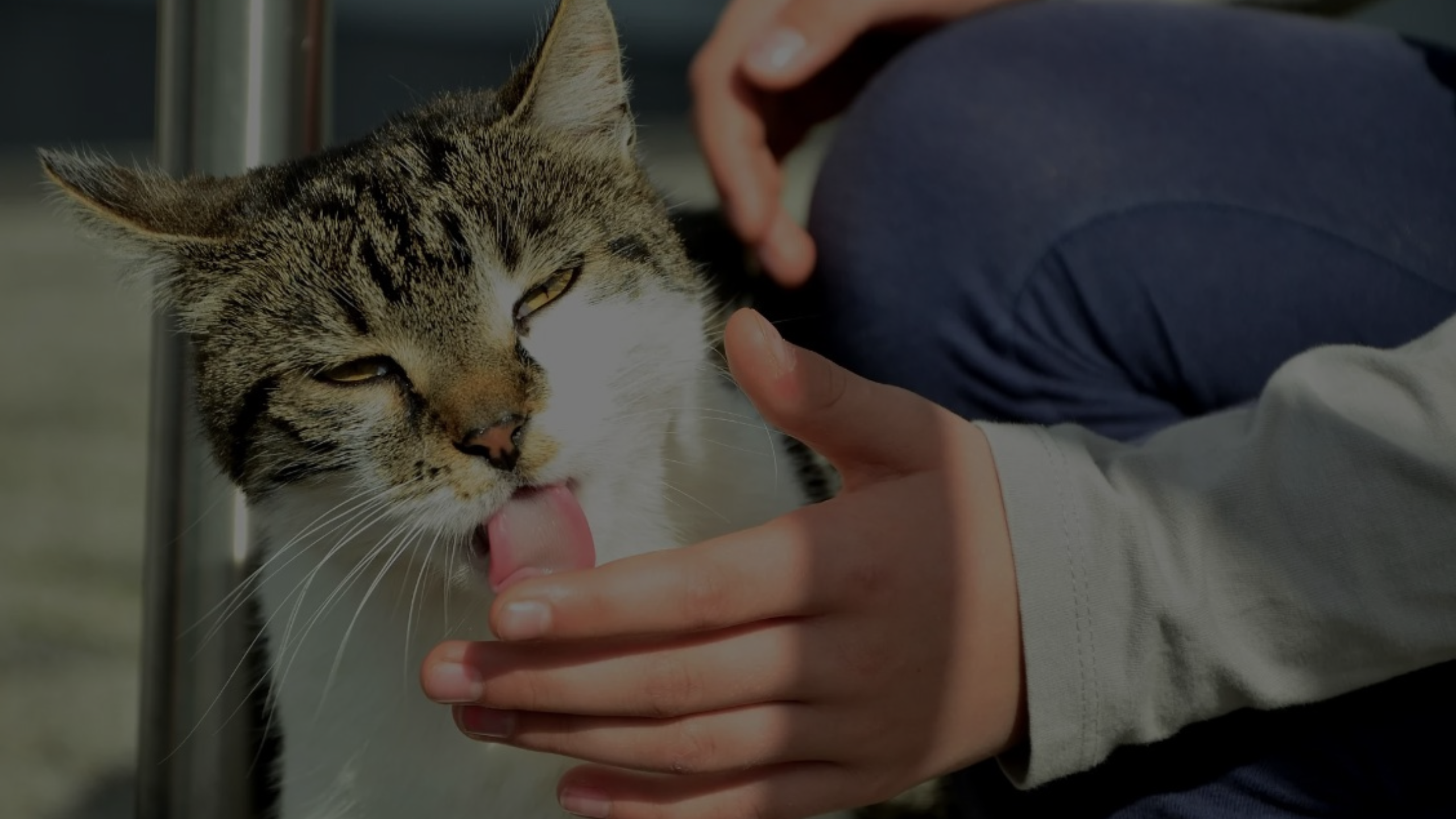 Why Does My Cat Lick My Eye Featured Images