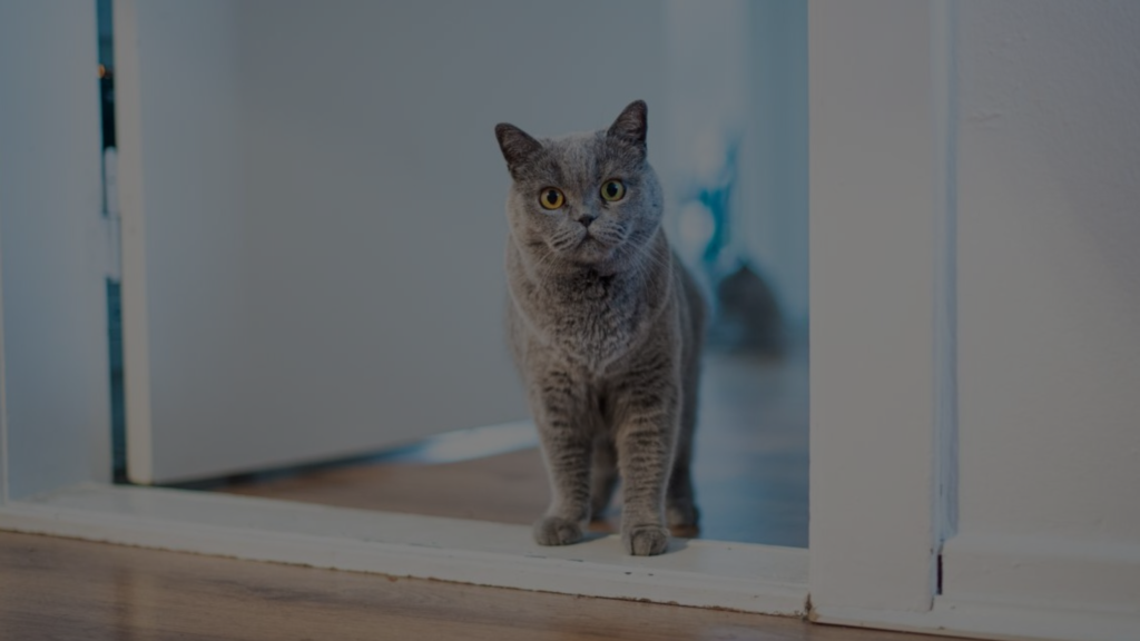 Why Does My Cat Wait Outside My Bedroom Door? Petsy Box