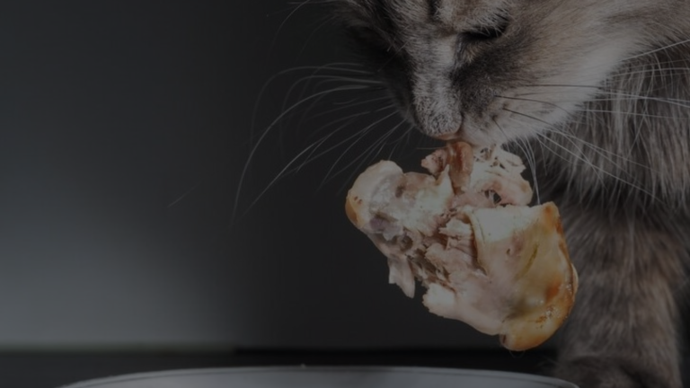 Can I Feed My Cat Chicken Every Day?
