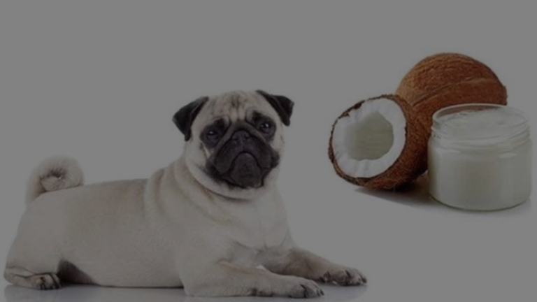 Can I Leave Coconut Oil on My Dog Overnight?
