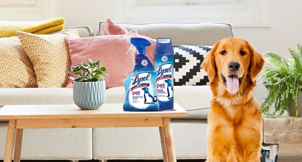 Can I Spray Lysol on Dog Bed? 4 Alternatives Petsy Box