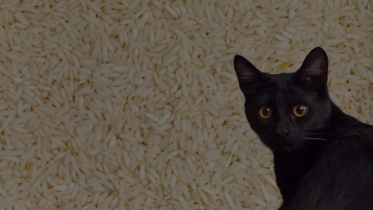 Can I Use Rice as Cat Litter?